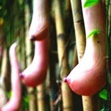 Naturel Tohum Vietnam Süt Kavunu Tohumu