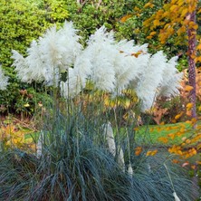 Naturel Tohum Pampas - Sazlık Tohumu