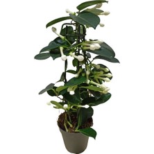 Bitki Fidanım Madagaskar Yasemini Stephanotis Çiçeği