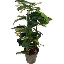 Bitki Fidanım Madagaskar Yasemini Stephanotis Çiçeği