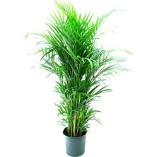 Renk Sepeti Dypsis Lutescens - Areca Palmiyesi 100-120 cm