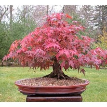 Murat Tohum Bodur Bonsai Flamingo Ağacı Tohumu 5 Tohum