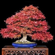 Murat Tohum Bodur Bonsai Flamingo Ağacı Tohumu 5 Tohum