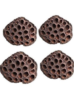 Nettenevime Succulent Lotus Plant Gerçek Lotus Çiçeği Kuru Çiçek 4 Adet