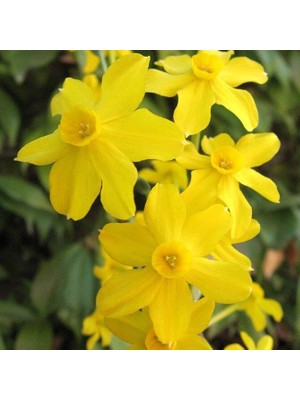 Golden Salome Nergis Soğanı