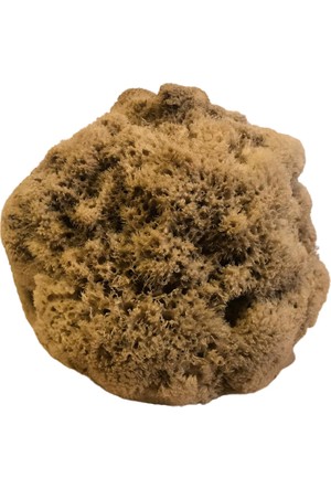 deniz sungeri fiyatlari ve modelleri hepsiburada