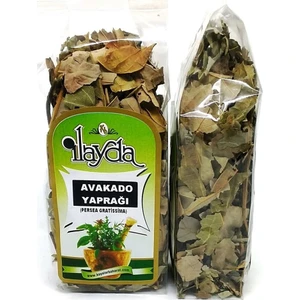 Ilayda Avokado Yaprağı (Persea Gratissima)