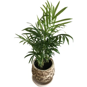 Armenbotanik Toprak Saksıda Chamaedorea Elegans ( Areka Palmiyesi )