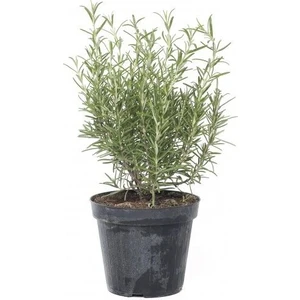 Taşkar Peyzaj Biberiye Çiçeği Fidanı - Tüplü - 40-50 cm