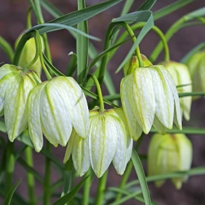 Nadir Fritillaria Alba Beyaz Ters Lale Soğanı (4'lü)