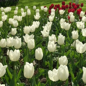 White Marvel Lale Soğanı ( 5 soğan)