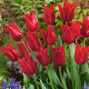 Pretty Woman Osmanlı Güzeli Kırmızı Lale Soğanı (5'li)