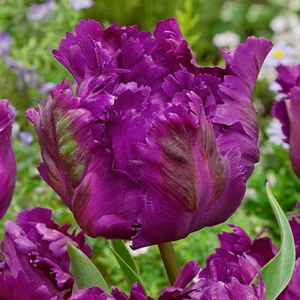 Parrot Negritta Purple Katmerli Lale Soğanı (5'li)