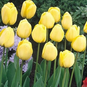 Apeldoorn Sarı Gold Lale Soğanı (5'li)