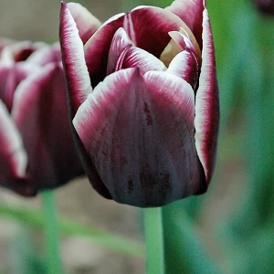 Arabian Mystery (Bulbus Arabico)  Lale Soğanı (5'li)