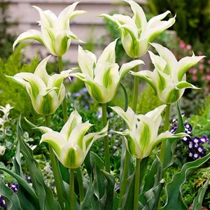 Özel Çeşit Green Star Lale Soğanı (5'li)
