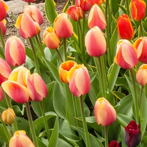 Sahara Rally Lale Soğanı (5'li)