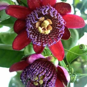 Dev Passiflora Çarkıfelek Çiçeği Tohumu (5 Tohum)