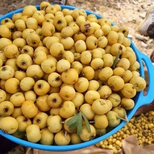 Tüplü Doğal Yabani Alıç Fidanı