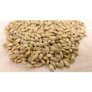 Arpa Tohumu 1 kg Doğal Arpa Tohumu Arpa Çimi Tohumları