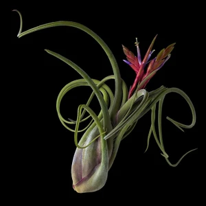 Naturel Tohum Hava Bitkisi Tillandsia Tohumu