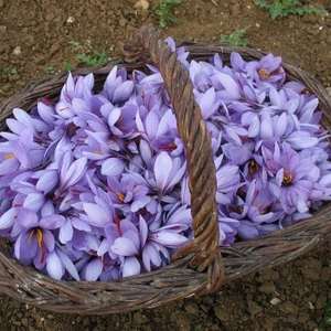 Naturel Tohum Safran Tohumu