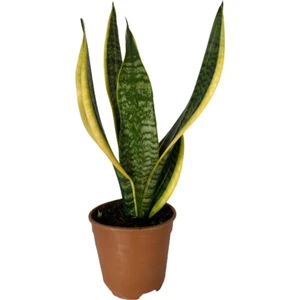 Bitki Fidanım Paşa Kılıcı Çiçeği Sanseveria