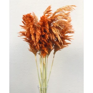 Pampas Kiremit