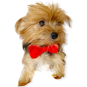Red Red Köpek Papyonu Köpekler Için Papyon