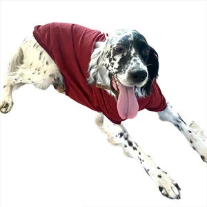 Bordo Tişört Büyük Köpekler Için