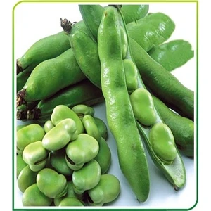 Karahasanoğlu Tarım Yerli Bakla Tohumu 100 gr Ort 60 Ad Tohum