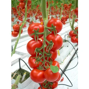 Karahasanoğlu Tarım Yerli Cherry Domates Tohumu 1 gr (Ort 400 Ad Tohum)