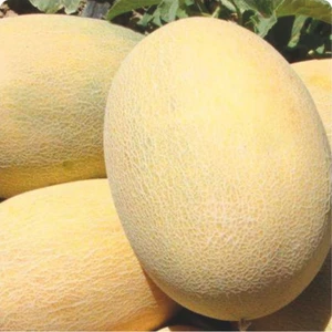 Karahasanoğlu Tarım Yerli Ananas Kavun Tohumu 10 gr (Ort 200 Tohum)