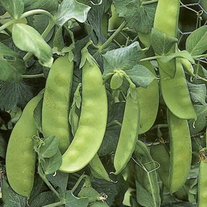 Karahasanoğlu Tarım Yerli Yaprak Bezelye Tohumu 50 gr (Takribi 150 Tohum) ilaçsız