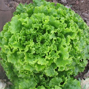 Karahasanoğlu Tarım Yerli Kışlık Kıvırcık Marul Tohumu (10 gr Ort 7500 Ad Tohum)