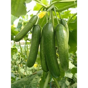 Karahasanoğlu Tarım Yerli Salatalık Tohumu Çengelköy 10 gr (Ort 300 Ad Tohum)