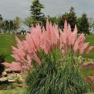 Naturel Tohum Pampas - Sazlık Tohumu