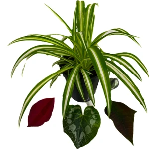 Bitki Fidanım Kurdele Çiçeği Chlorophytum Comosum