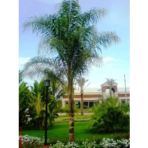 Murat Tohum Cocos Palmiyesi Ağacı Tohum Seti 3 Tohum