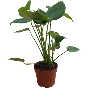 Monstera Deliciosa-Deve Tabanı