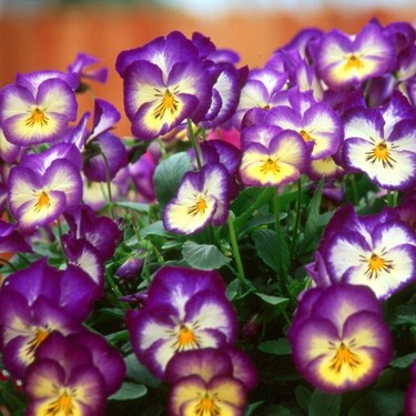 Baktar Renklerin Dansi Menekse Cicegi Tohumu 100 Tohum Fiyati