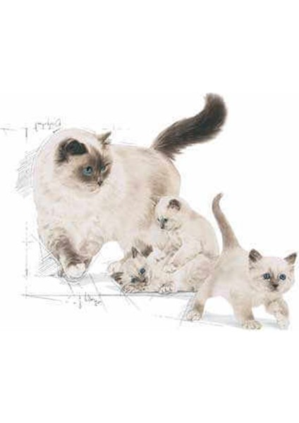 Babycat Yavru Kedi Maması 4 kg