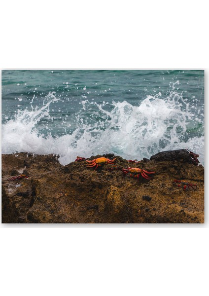 Ahşap Tablo Köpüklü Dalgalar Kayalıklar ve Kırmızı Yengeçler