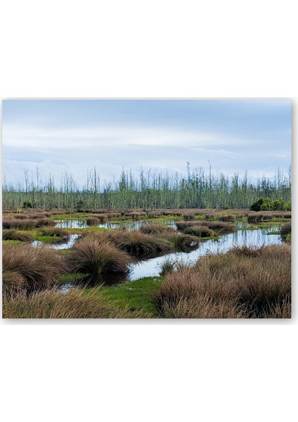 Ahşap Tablo Sazlıklar ve Su Kenarında Otlar