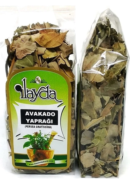 Ilayda Avokado Yaprağı (Persea Gratissima)