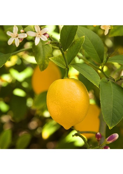 Fidan Sepetim 3 Yaş Aşılı 7 Veren(Yediveren) Mayer Limon Fidanı