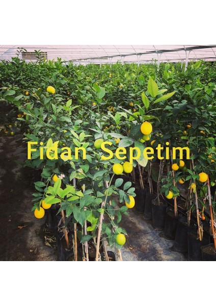 Fidan Sepetim 3 Yaş Aşılı 7 Veren(Yediveren) Mayer Limon Fidanı