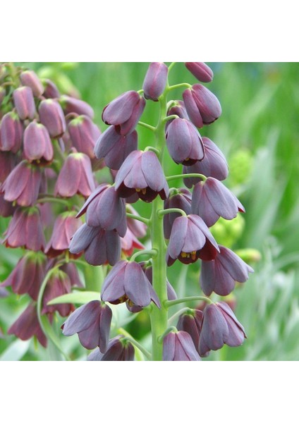 Mor Renkli Fritillaria Persica Ters Lale Soğanı (6'lı)