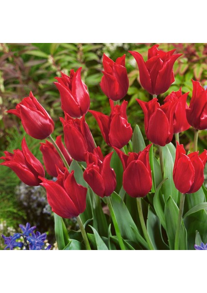 Pretty Woman Osmanlı Güzeli Kırmızı Lale Soğanı (5'li)