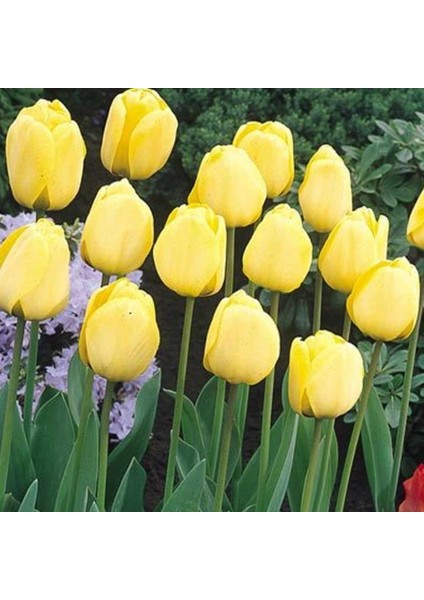 Apeldoorn Sarı Gold Lale Soğanı (5'li)